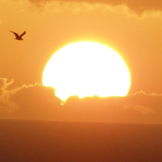 Project World Peace logo