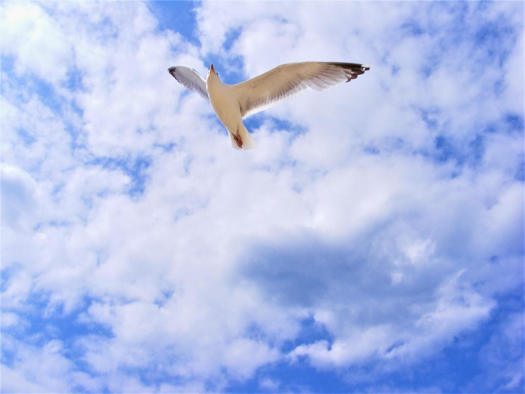 Bird soars in blue sky