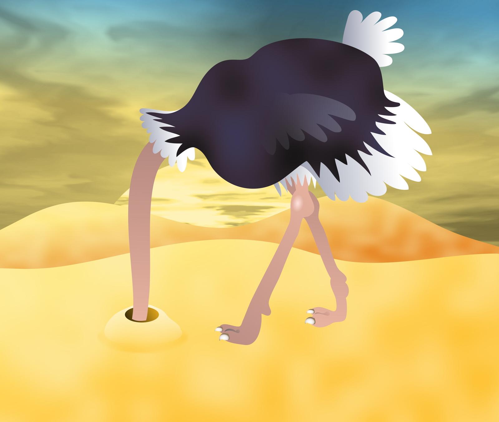 Ostrich buries head in sand