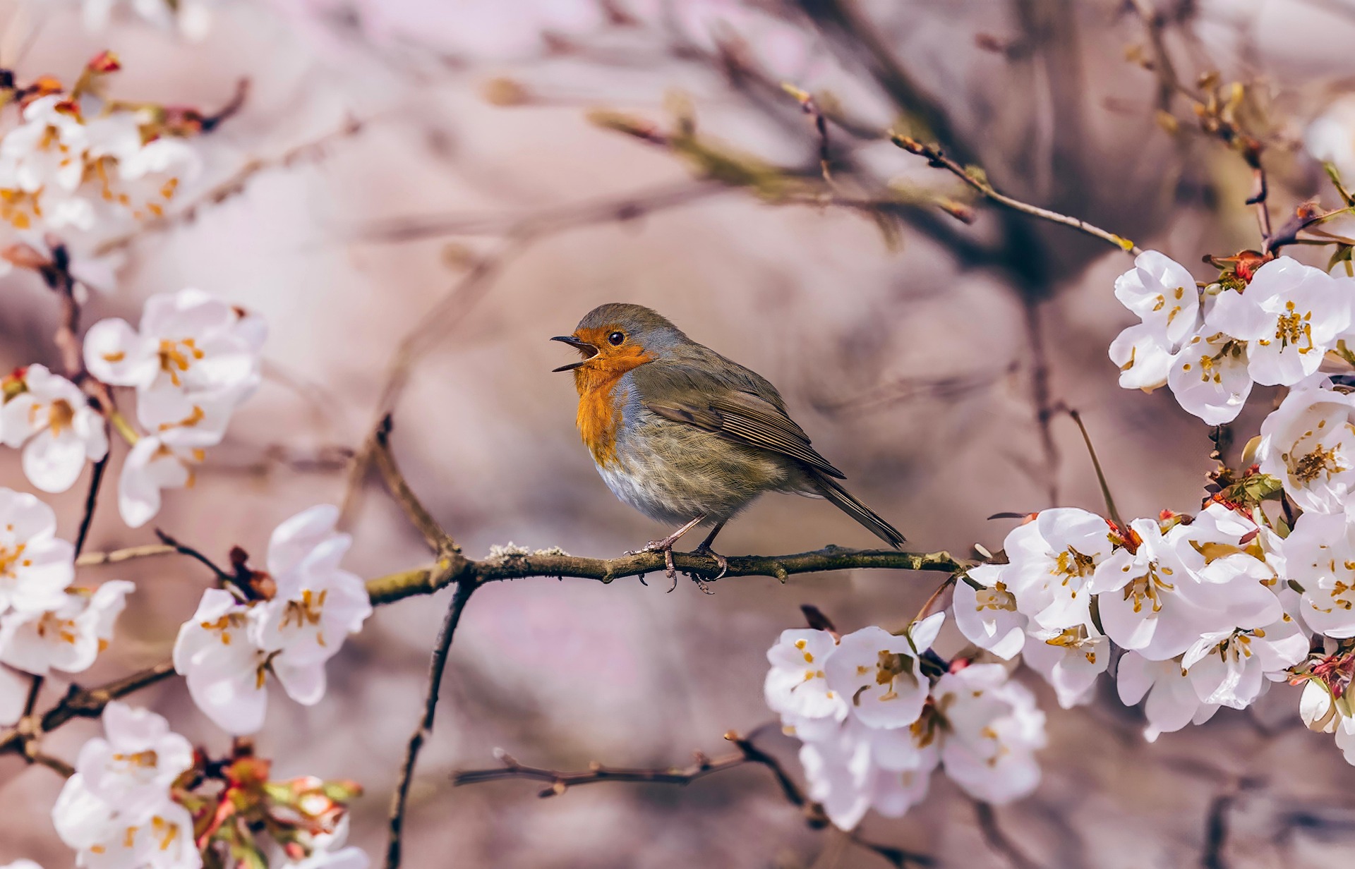 A robin redbreast bird is perched on the branch of a flowering tree. The bird sings amidst the scented flowers.