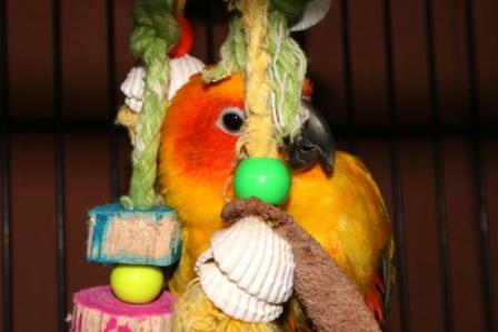 Shy Parrot