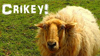 Thumbnail for funny sheep video