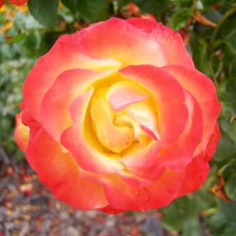 Rose Mandala
