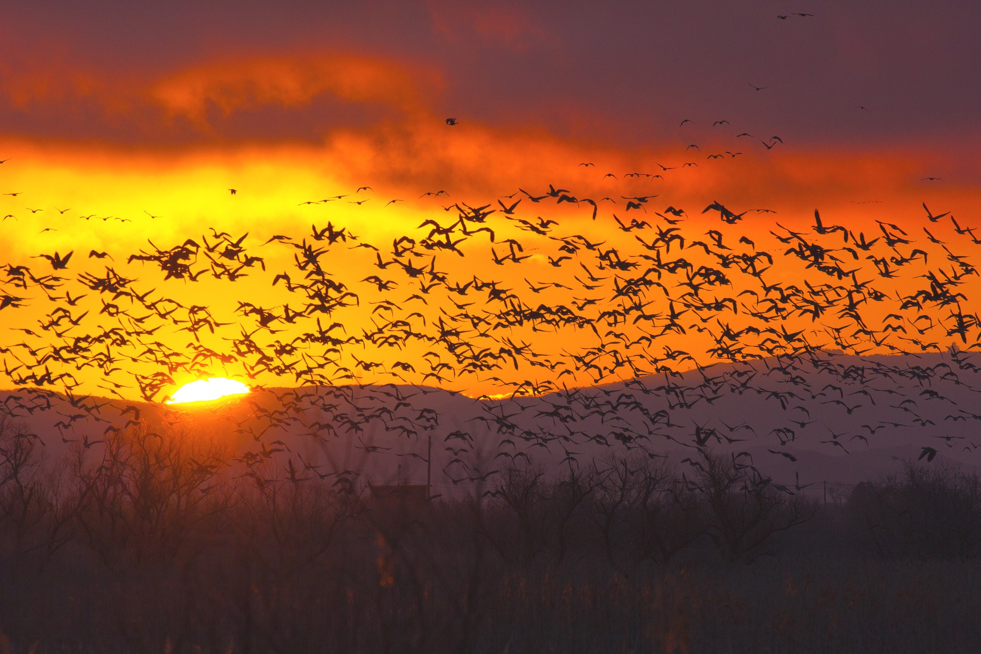 A huge flock of geese are flying about in the foreground as the sun rises over the mountains