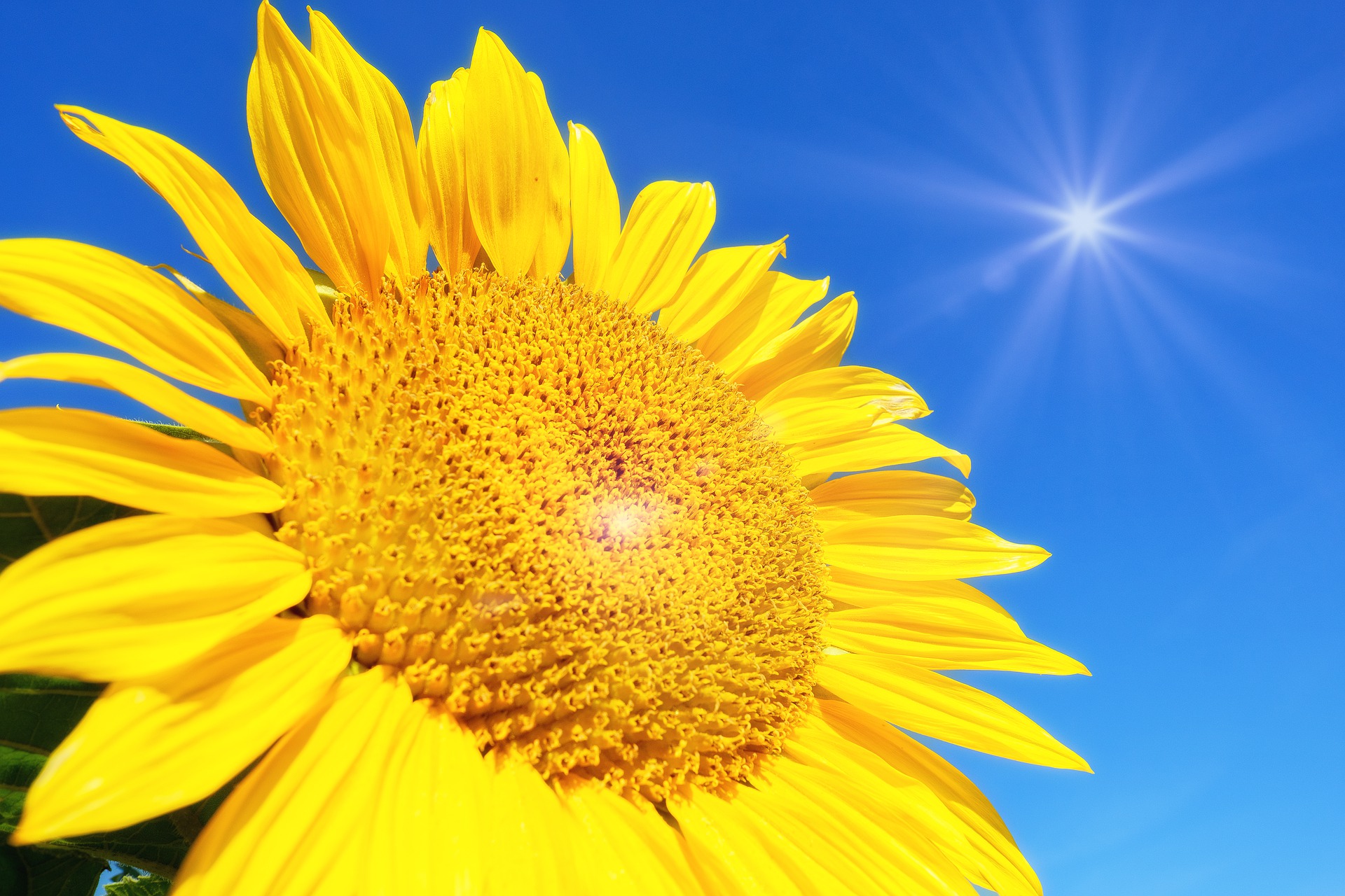 In the background a blue sky with the shining sun high in the sky. In the foreground a huge sunflower, and there seems to be a shining light at its centre.