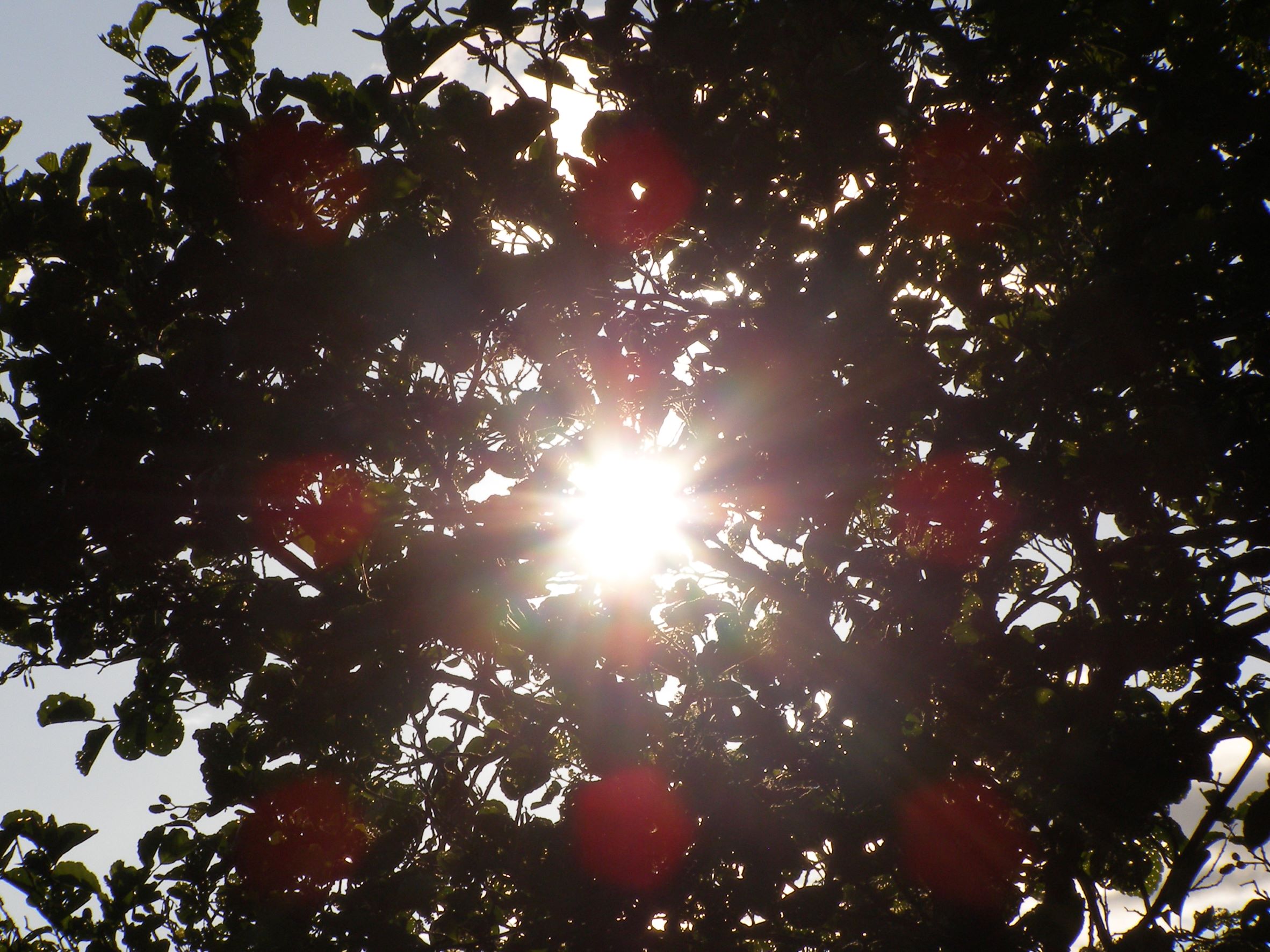 sun through branches