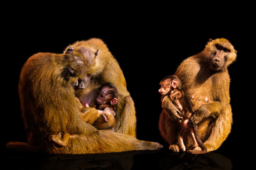 'Survival of the Most Loving' primates