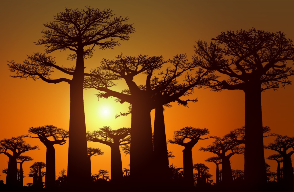 Silhouettes of big baobab trees at sunrise or sunset