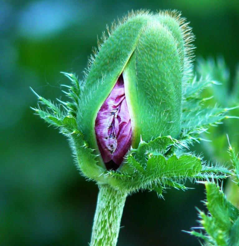 Bud