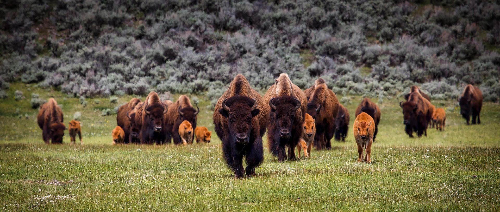 In a grassy valley, a herd of buffalo - including young -are in a V-shaped formation. They are looking at us.