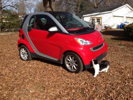 Cat in front of small car