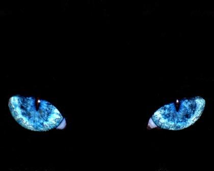 Horizontal cat eyes
