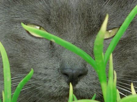 Cat face close-up in grass