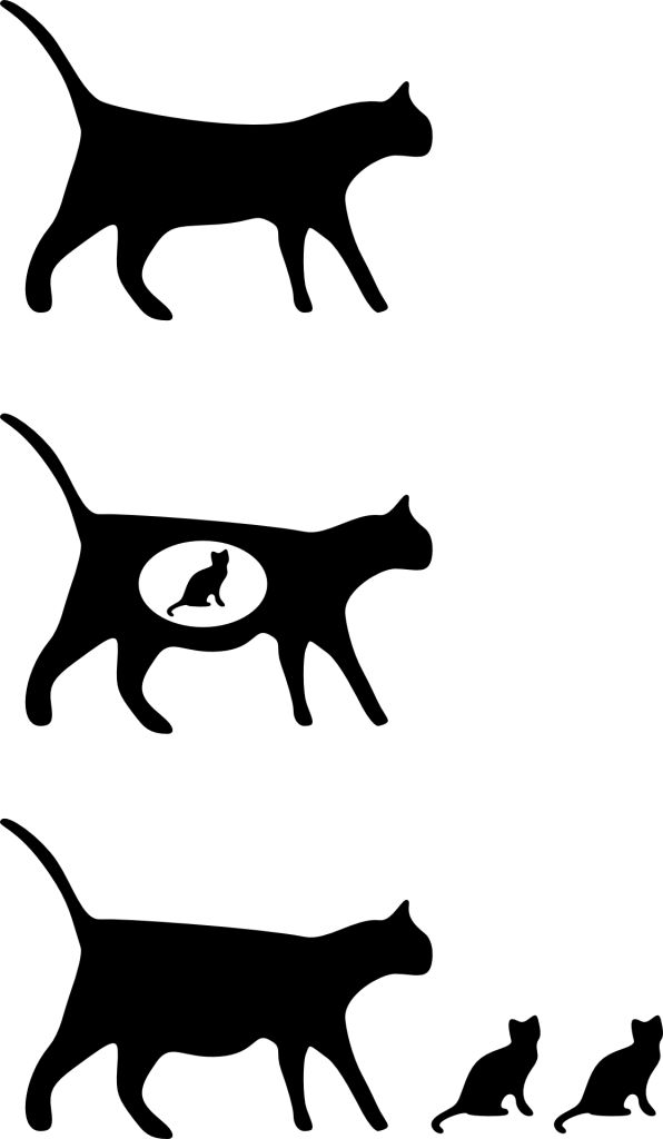 Cat to Kittens graphic