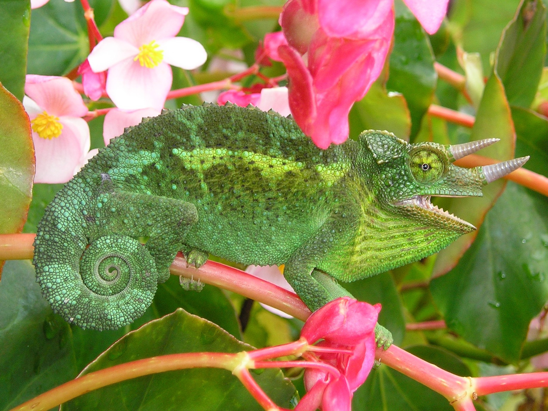 A three-horned chameleon is on a branch of a flowering plant. The plant has some large pink flowers. The chameleon is mainly green and blends in with the green of the plant's leaves.