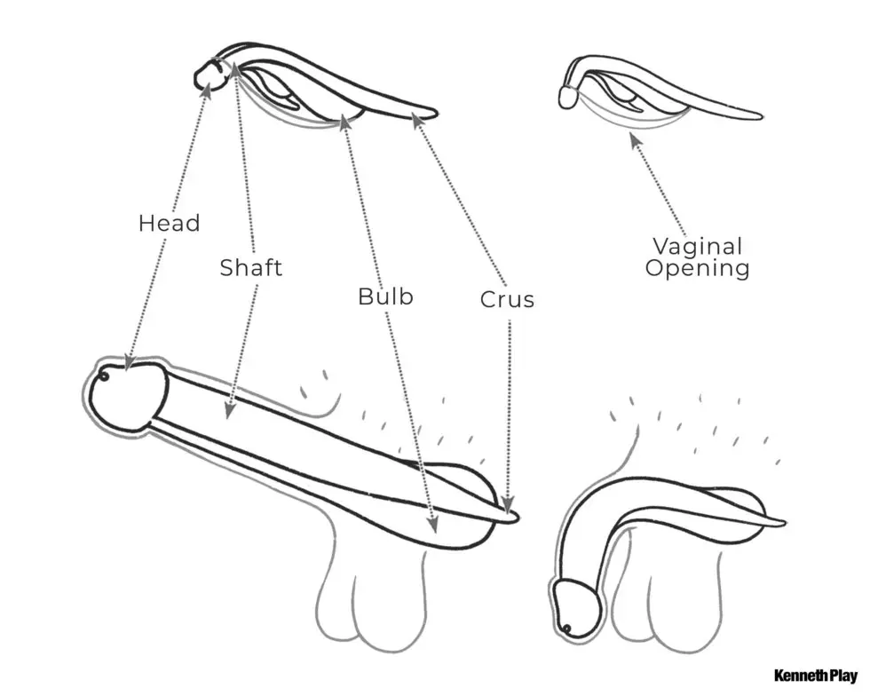 Drawing in black and white comparing a clitoris and a penis, both when 'at rest' and when 'engorged'