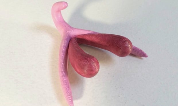3D model of a complete clitoris, correctly coloured, including its bulbs and arms