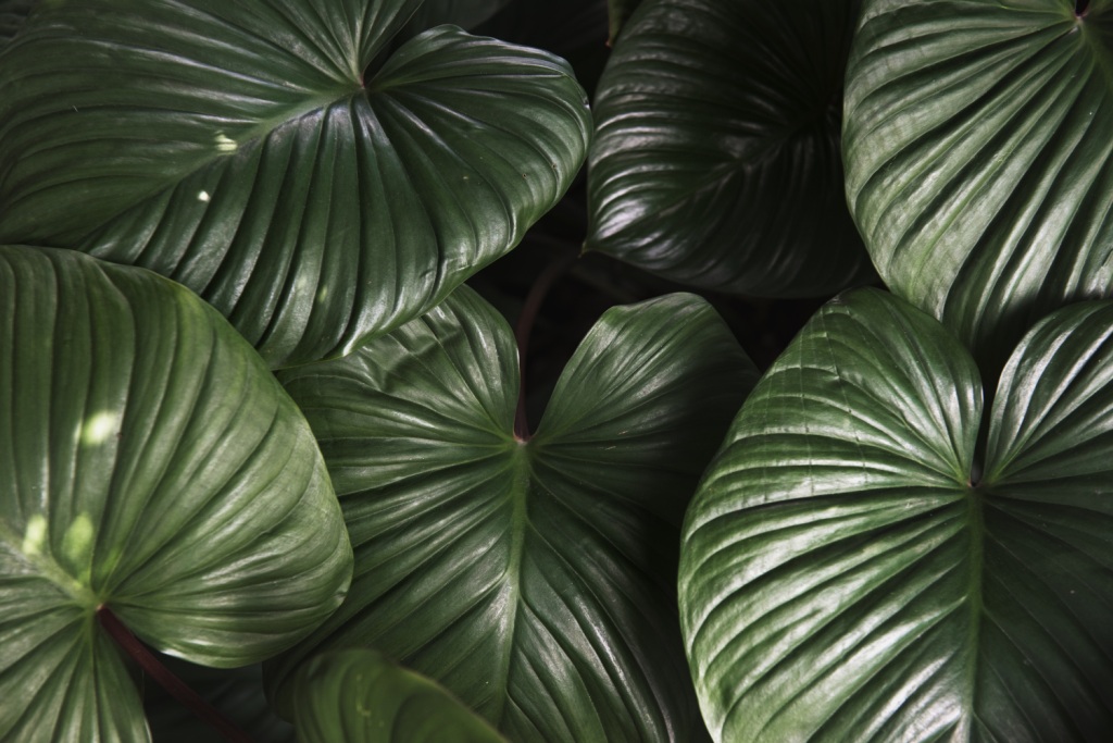 Cluster of Leaves