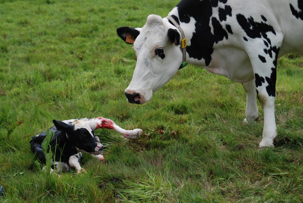 Cow and birthed calf