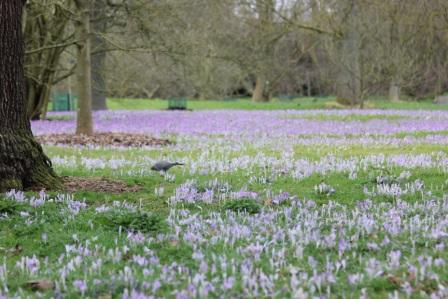 Spring crocuses