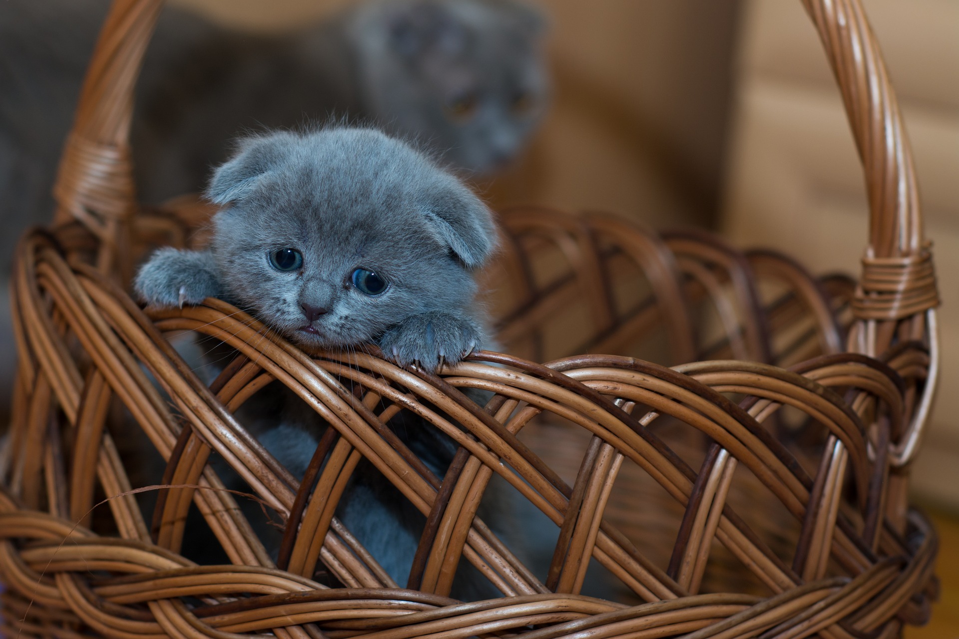 A very cute tiny kitten with floppy ears is peering out of a wicker basket