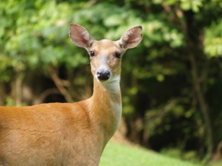 Alert Deer