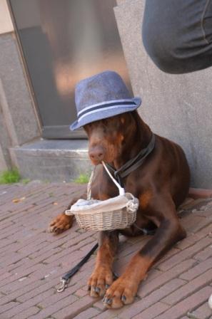 Dog wearing hat