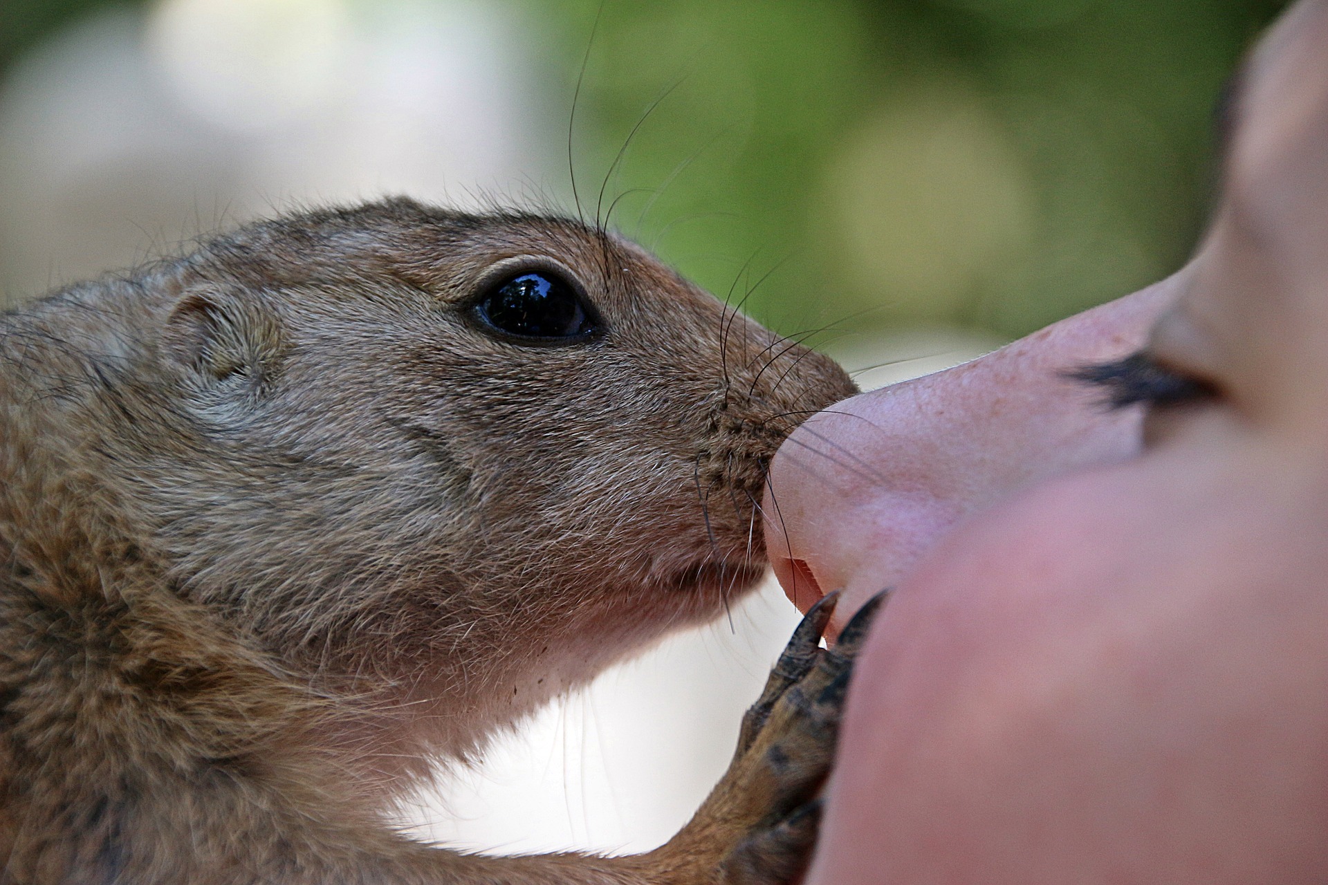 An African Bush Squirrel touches - with nose and feet - the face of a young woman, her eyes closed in bliss