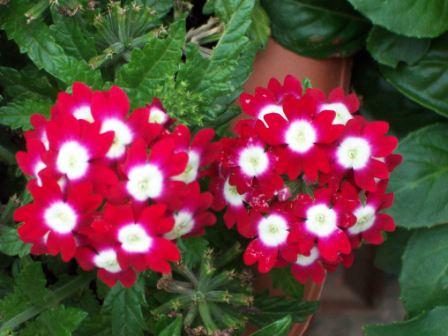 Flower forms