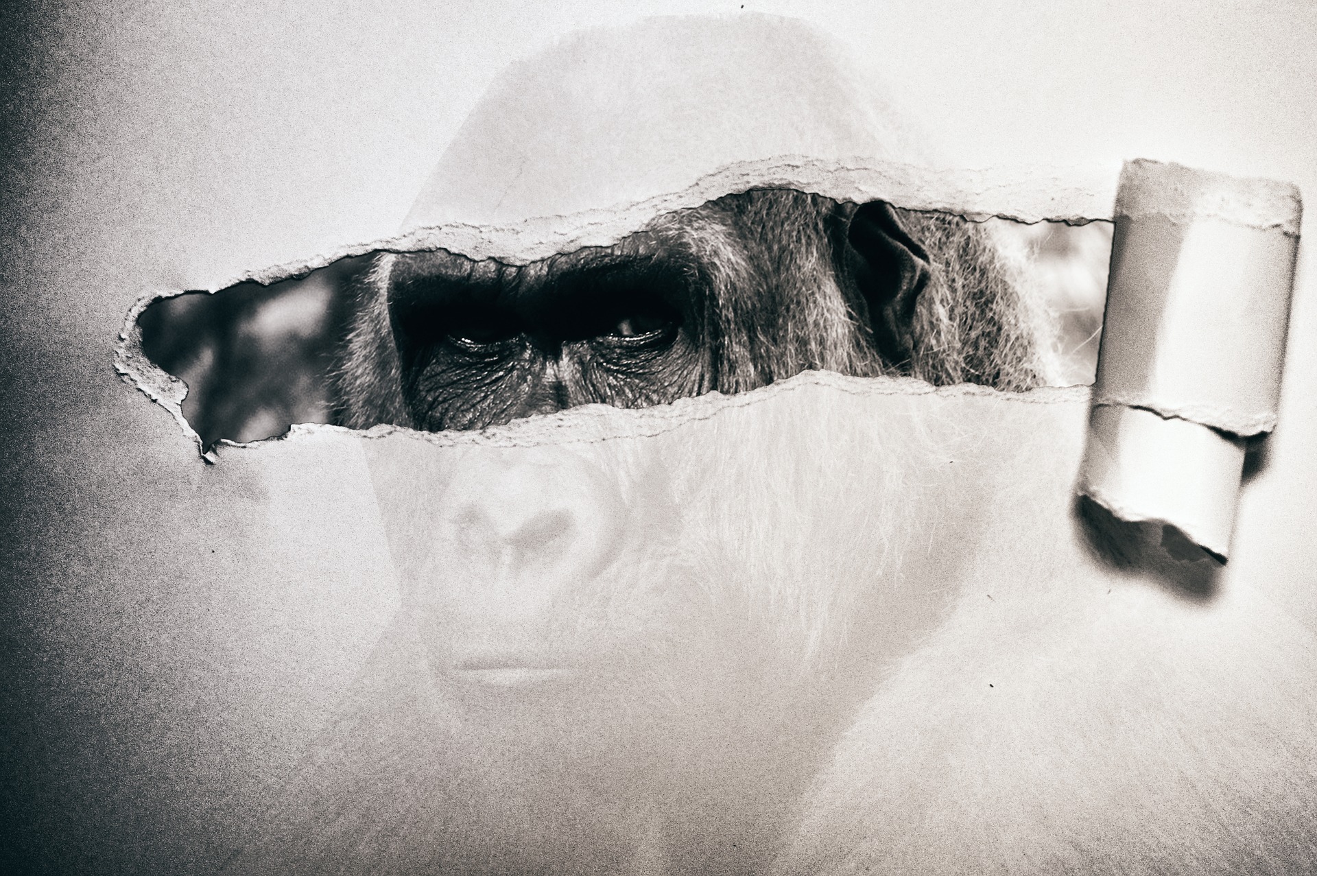 Photo of a gorilla on which thin paper has been placed and a strip torn back to better reveal the gorilla's eyes