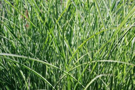 Grass