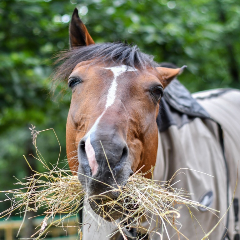 Horse enjoys food