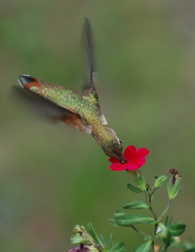 A hummingbird pollinating a flower