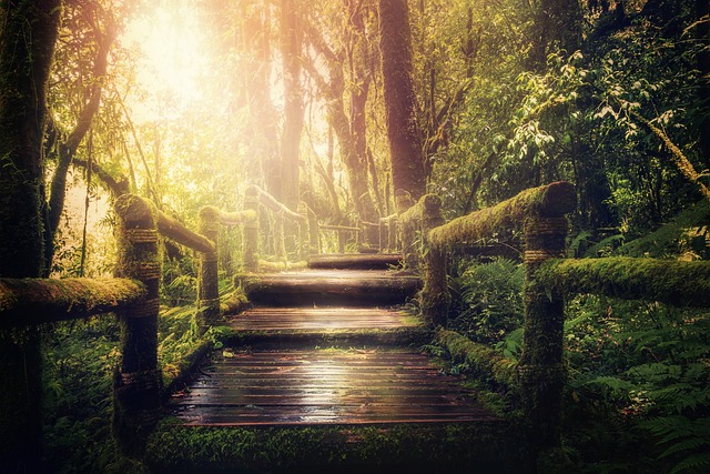 A jungle path, where a wooden walkway amidst the forest gradually rises to the sunlight