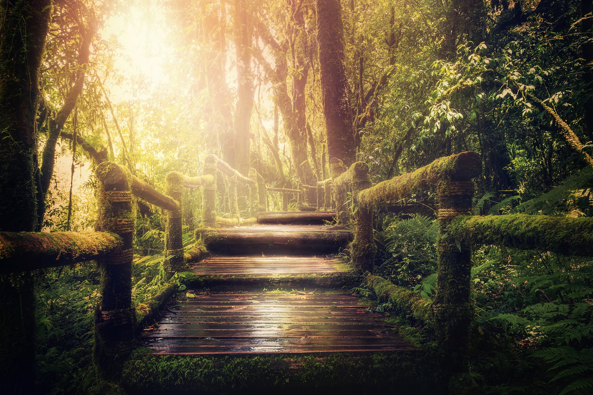 A jungle path, where a wooden walkway amidst the forest gradually rises to the sunlight