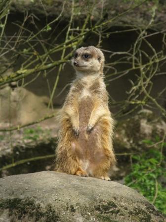 Alert meerkat