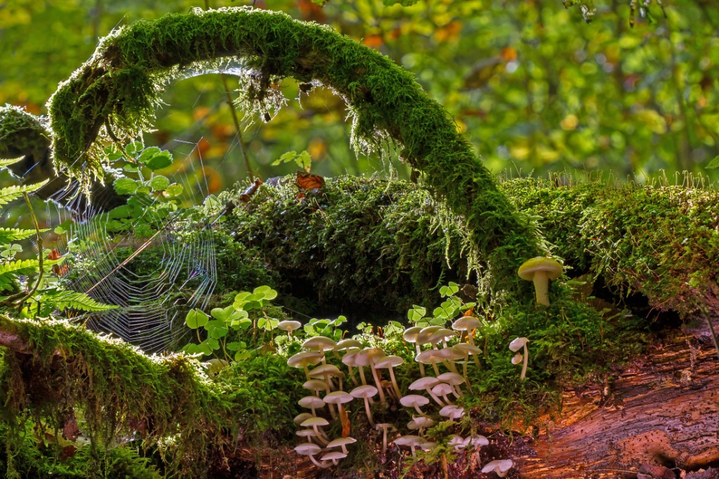 Mossy Web of Life