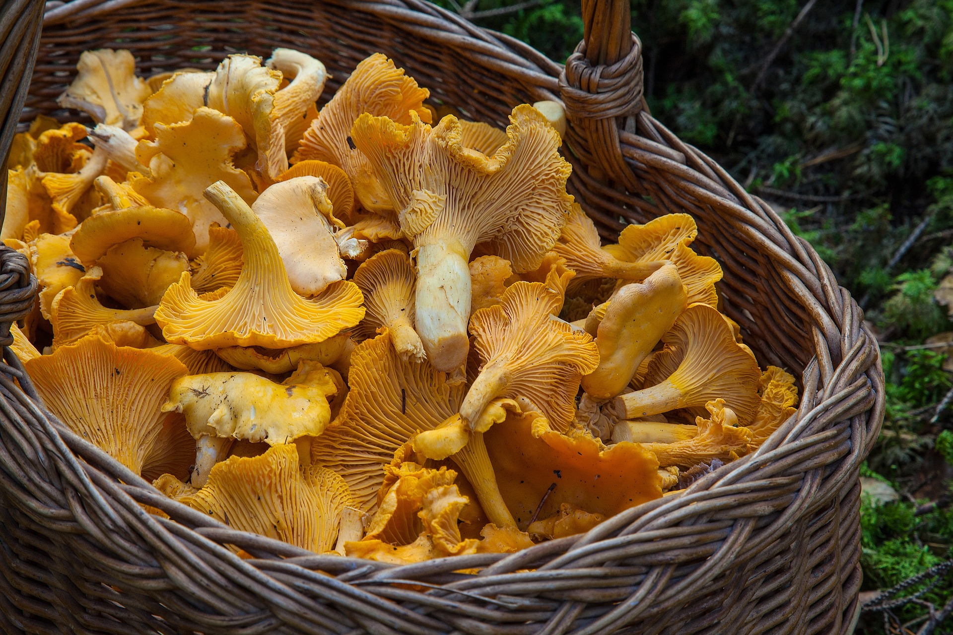 Basket of yellow chanterelle mushrooms on a green forest floor