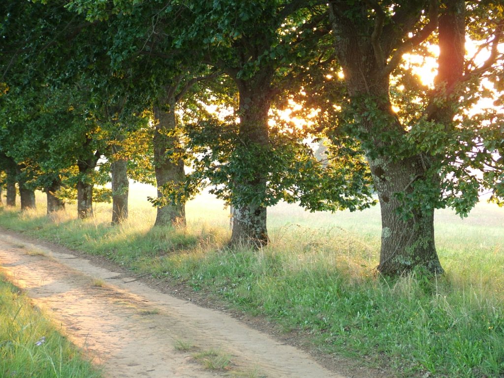 Nature Path