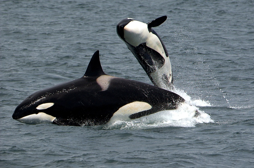 Orcas with calf breaching