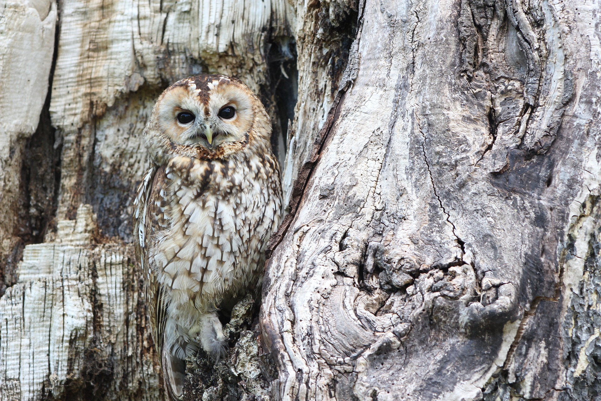The dead bark or surface of a tree trunk, in greys and browns. It is difficult to see the camouflaged owl.
