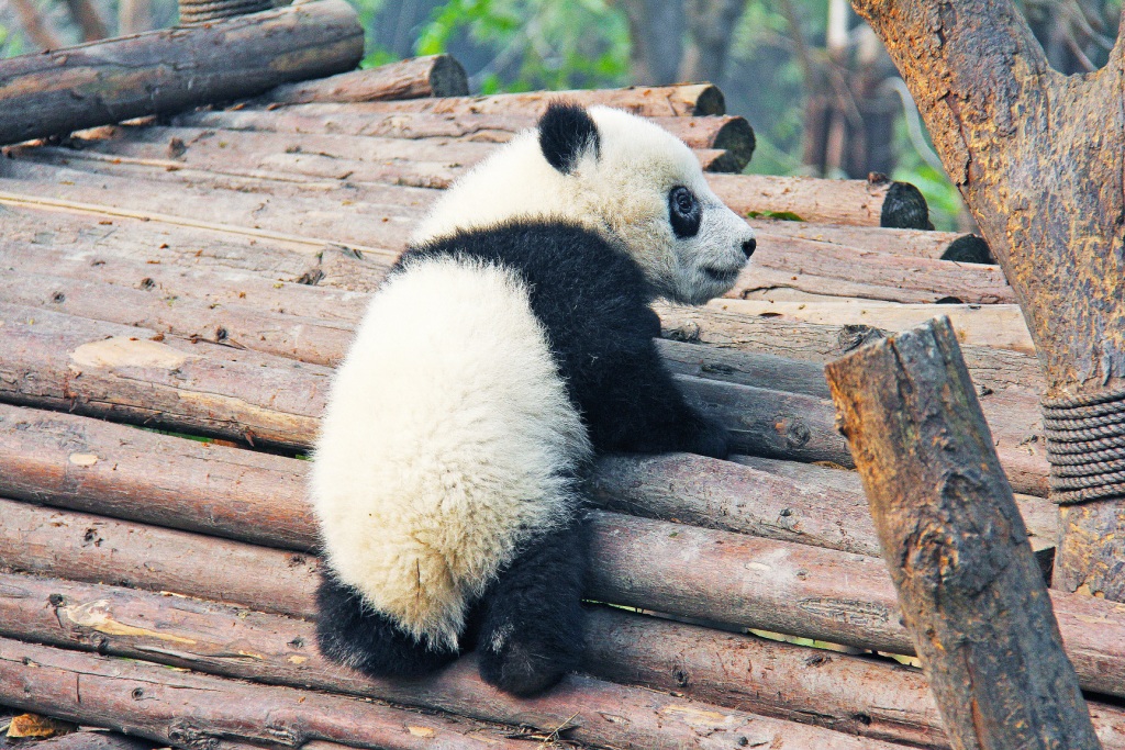 Very cute panda cub climbing up a wooden log structure