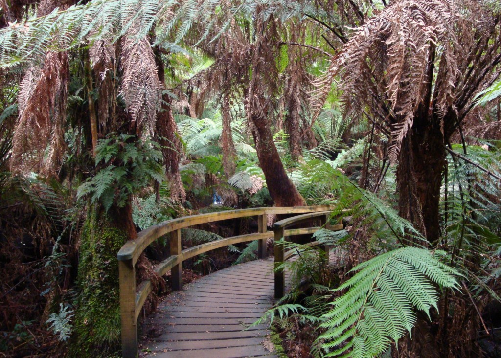 Curve on forest pathway