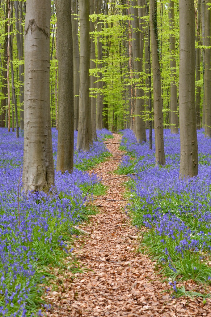 Forest path with blue hyacinths