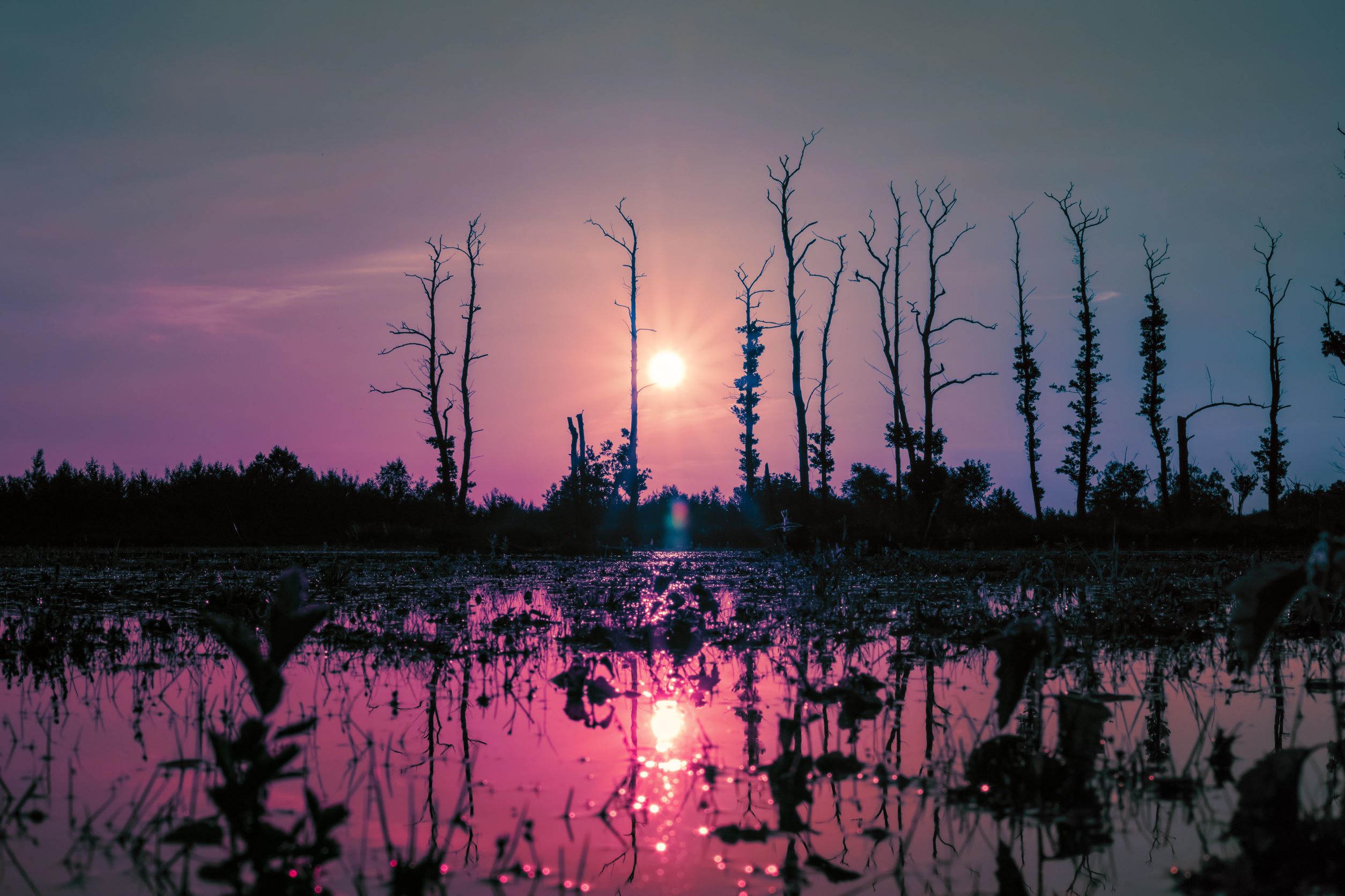 The sun is rising over a lake. Everything appears to take on a pink hue. The few trees look like they have been wrecked. But the mood is one of optimism.