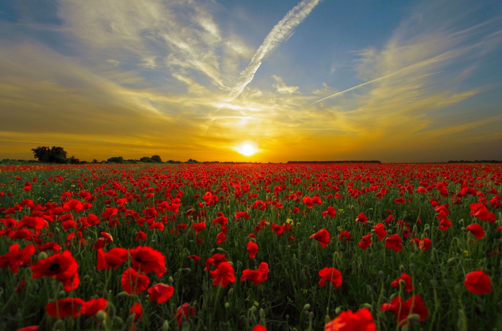 Poppy field at sunset