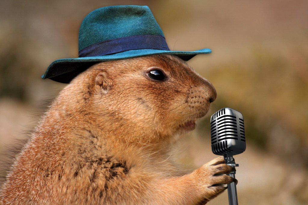 Prairie dog sings