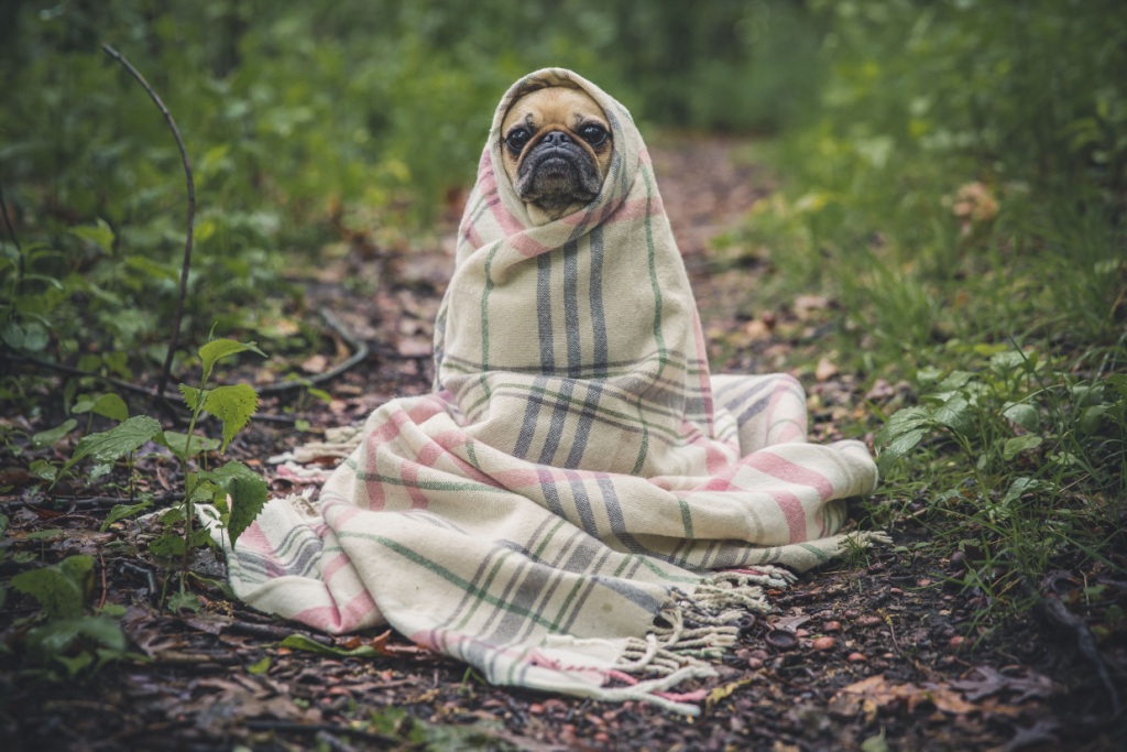 Jedi pug in blanket