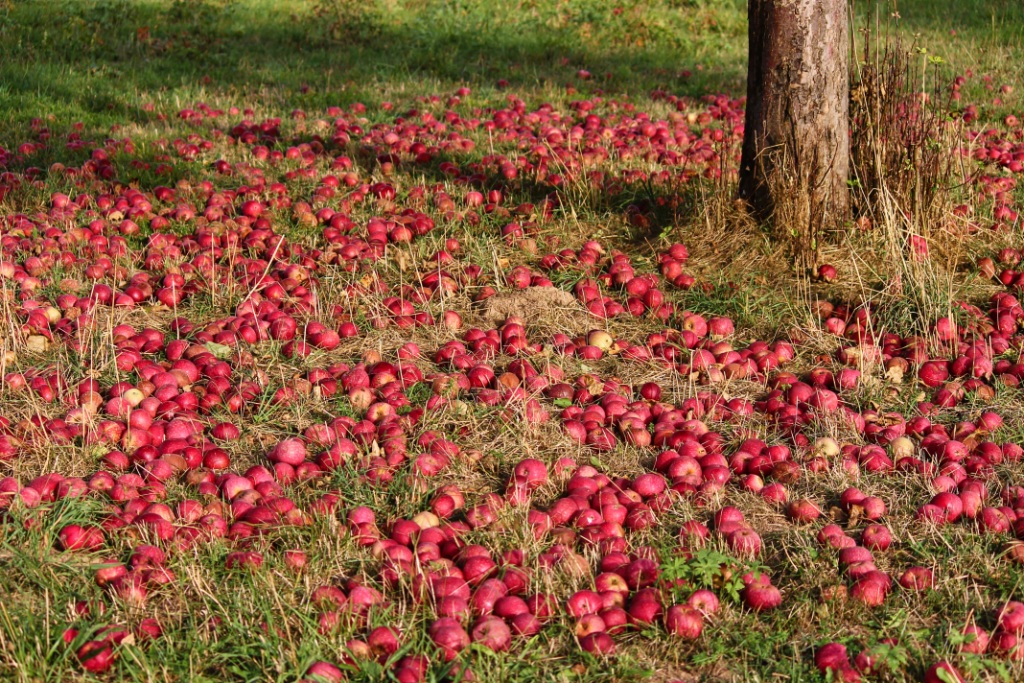 Naturally ripe fruit!