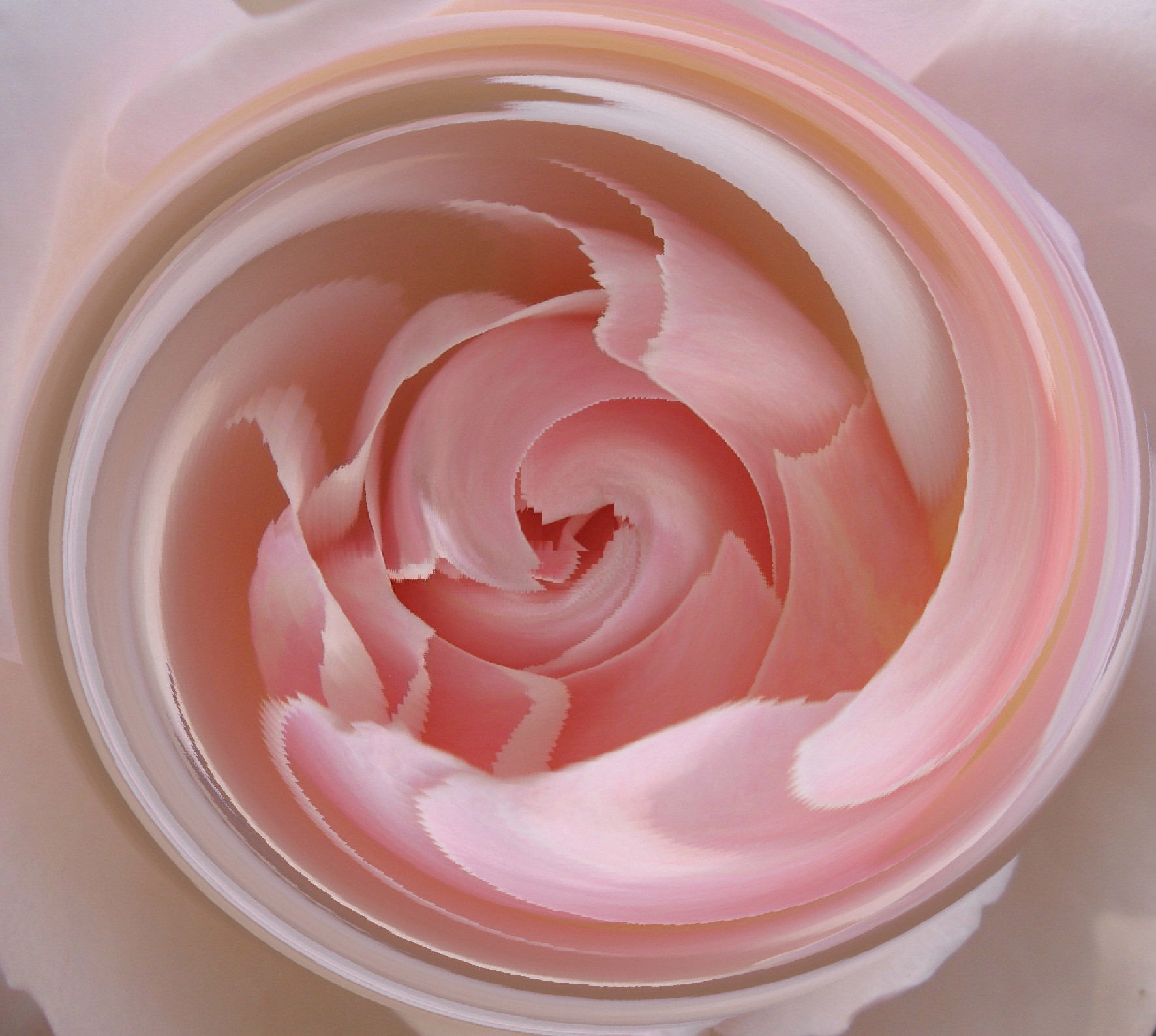 Pink rose swirl